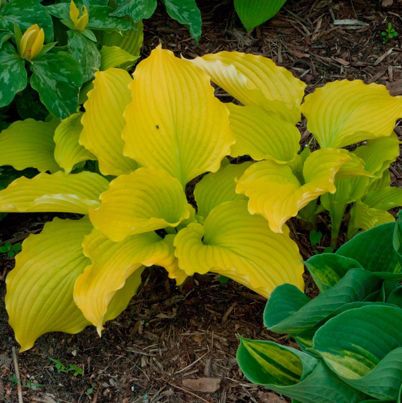 hosta DANCING QUEEN medium yellow gold hostas ruffled wavy unusual perennial = 1 Potted Garden Plant