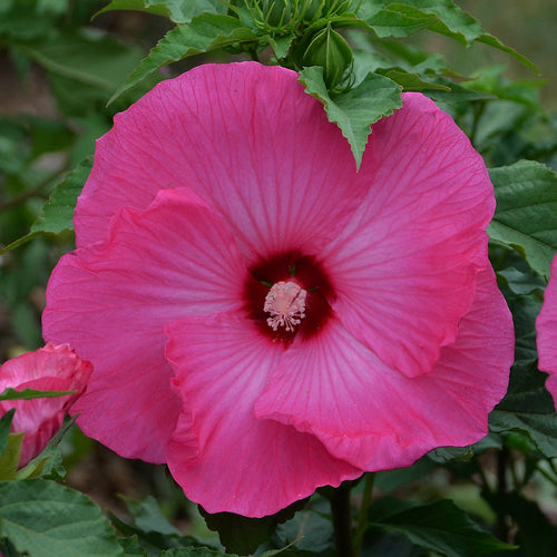 hibiscus AIRBRUSH EFFECT [cut back] pink stunning huge flowers hardy perennial = 1 Potted Garden Plant