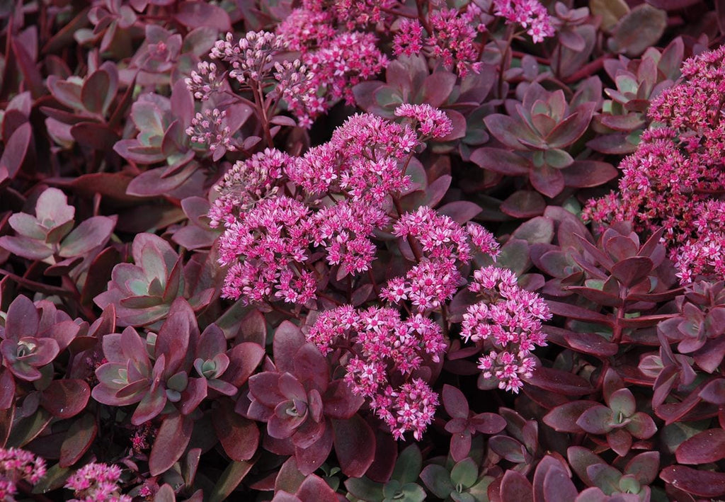 sedum FIRECRACKER Sunsparkler stonecrop succulent pink flower red short compact hardy perennial = 1 Potted Garden Plant