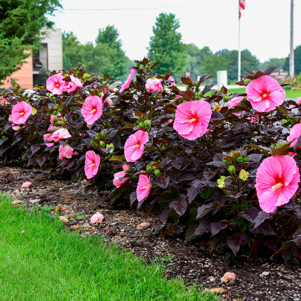 hibiscus EDGE OF NIGHT pink unique dark leaf hardy perennial = 1 Potted Garden Plant