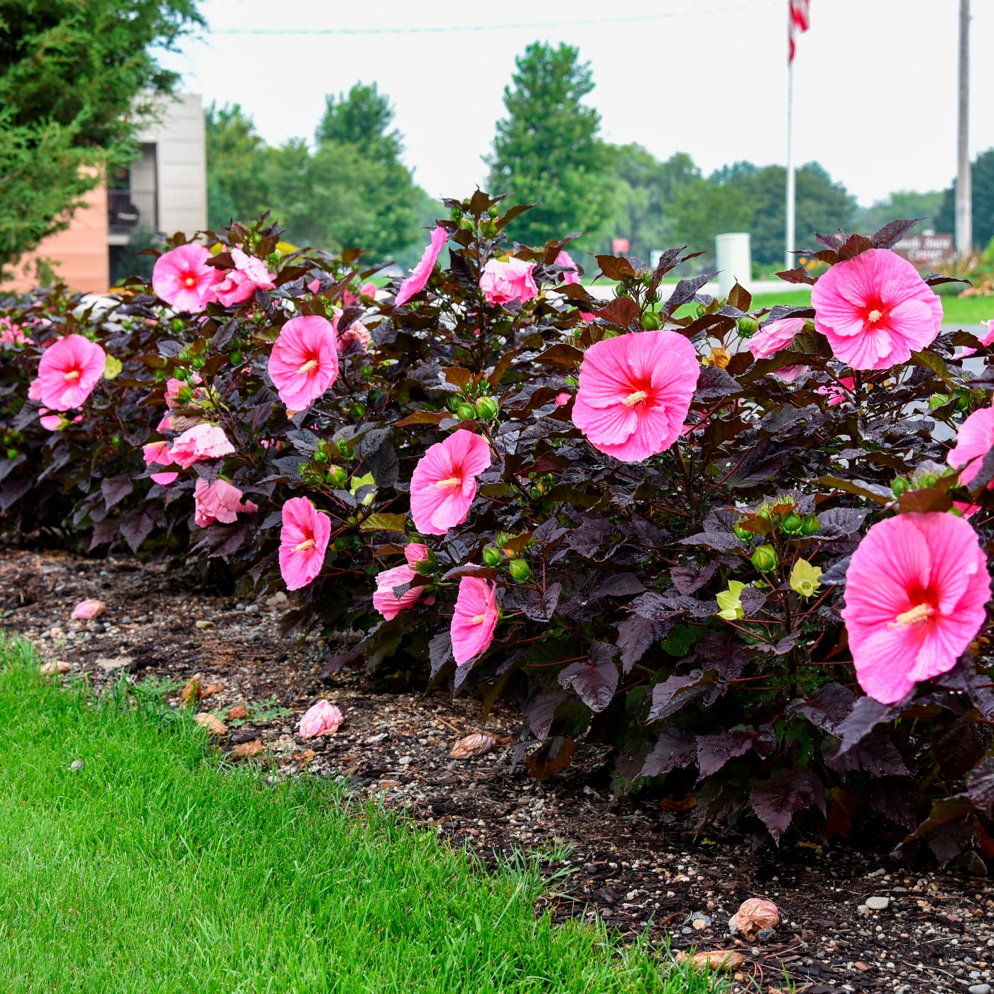 hibiscus EDGE OF NIGHT pink unique dark leaf hardy perennial = 1 Potted Garden Plant