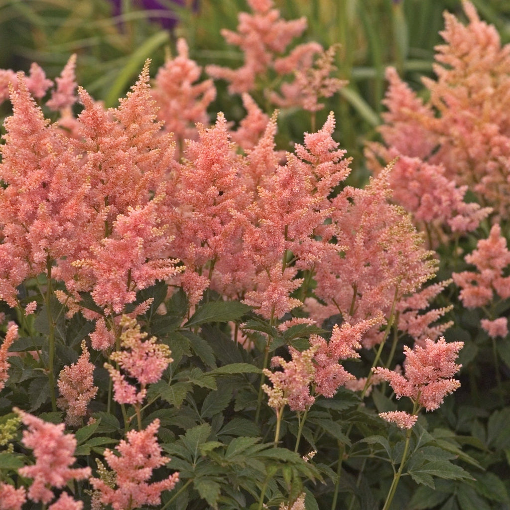Astilbe PEACH BLOSSOM sun flower pink bush hardy perennial = 1 Potted Garden Plant