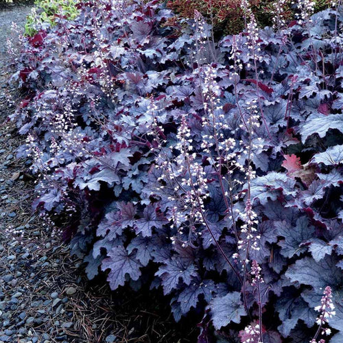 heucherella PLUM CASCADE unique coral bells alumroot heuchera hardy perennial purple grey silver = 1 Potted Garden Plant