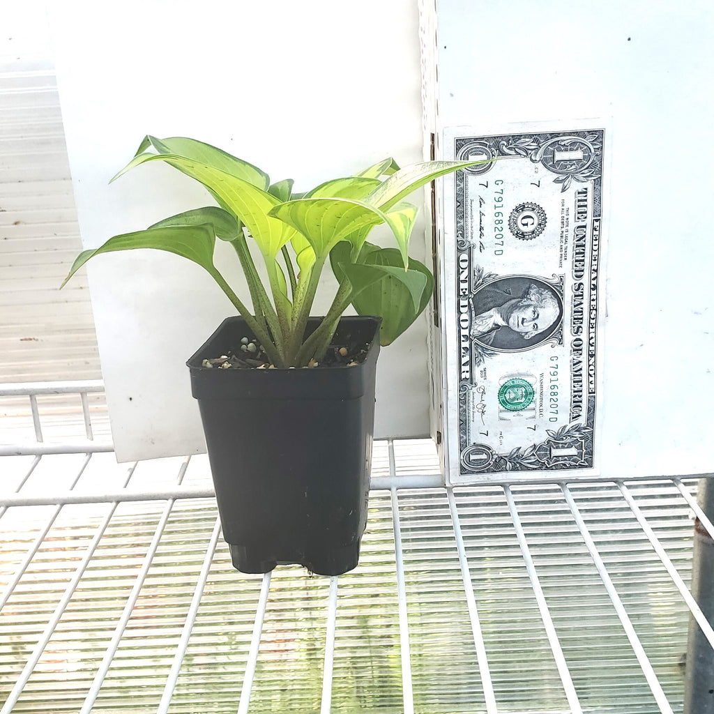 hosta TIKI BAR mini very small variegated rare perennial = 1 Potted Garden Plant