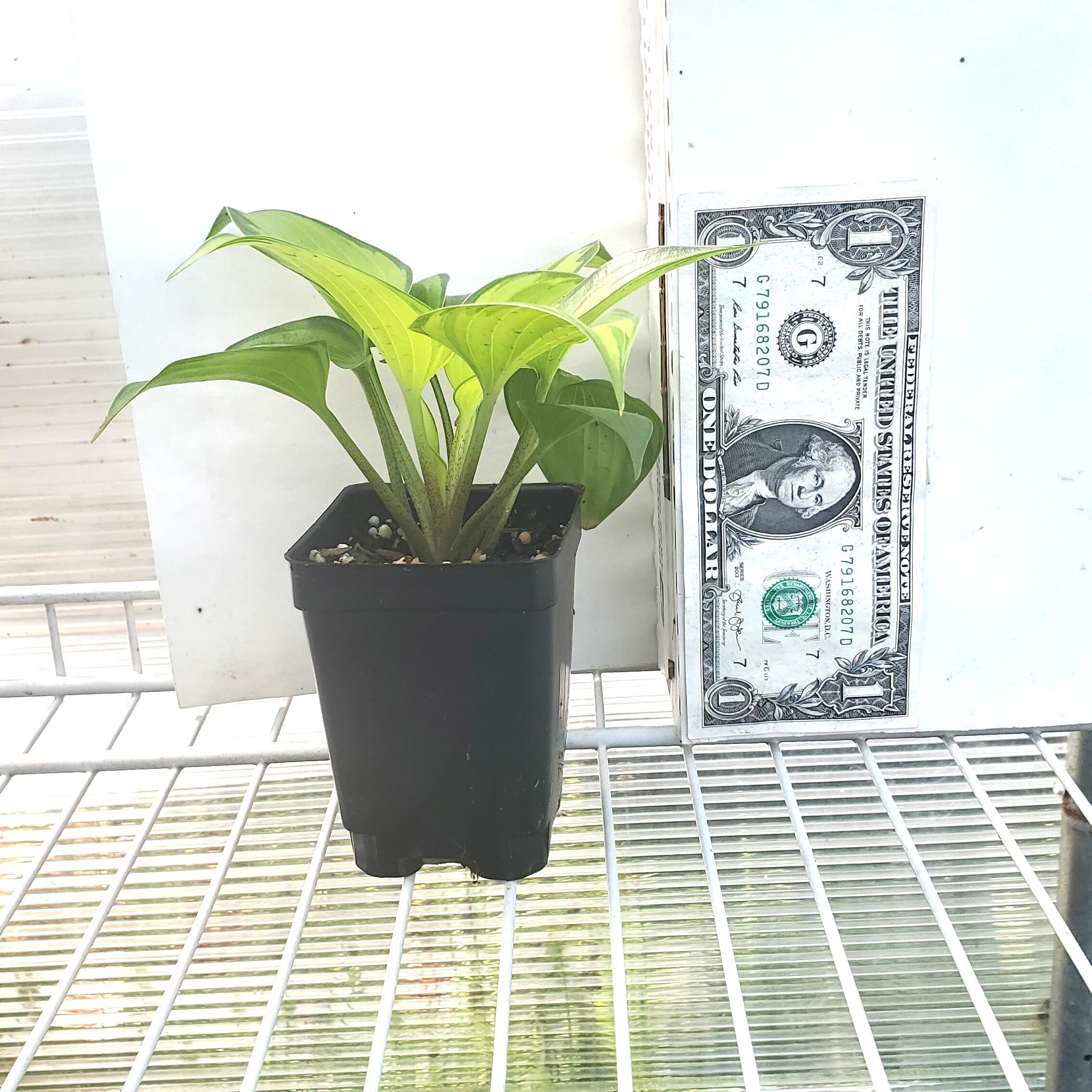 hosta TIKI BAR mini very small variegated rare perennial = 1 Potted Garden Plant