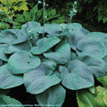 hosta HUMPBACK WHALE big huge blue perennial = 1 Potted Garden Plant