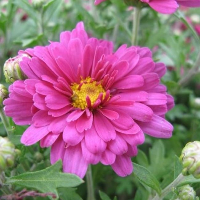 mum Mammoth LAVENDER DAISY hardy chrysanthemum pink shasta perennial = 1 Potted Garden Plant