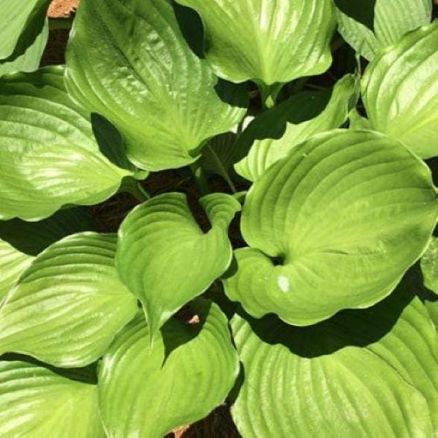 hosta EMERALD CHALICE medium new unusual rare perennial = 1 Potted Garden Plant