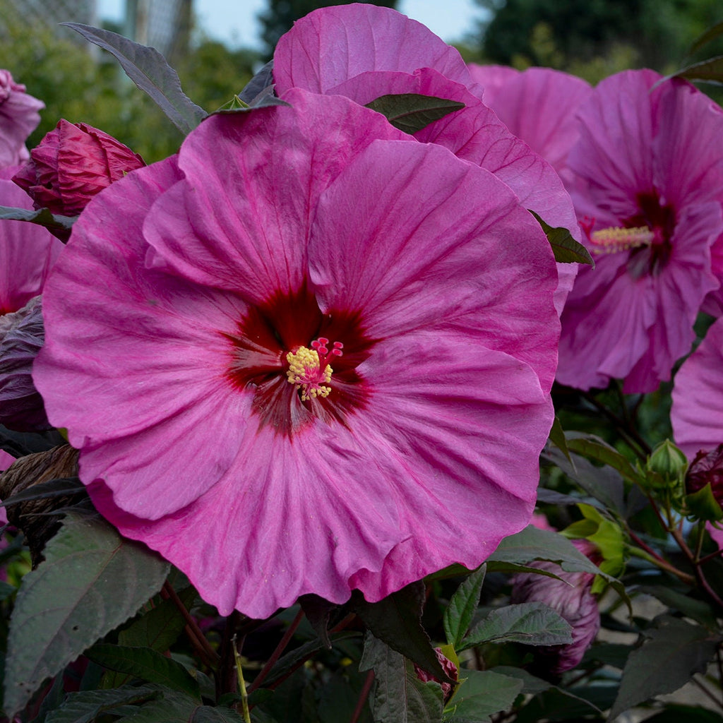 hibiscus BERRY AWESOME hardy Summerific PP#27936 purple flowers perennial = 1 Potted Garden Plant