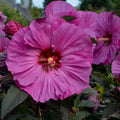 hibiscus BERRY AWESOME hardy Summerific PP#27936 purple flowers perennial = 1 Potted Garden Plant