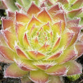 sempervivum GOLD DUST hen and chicks succulent Chick Charms hardy perennial = 1 Potted Garden Plant