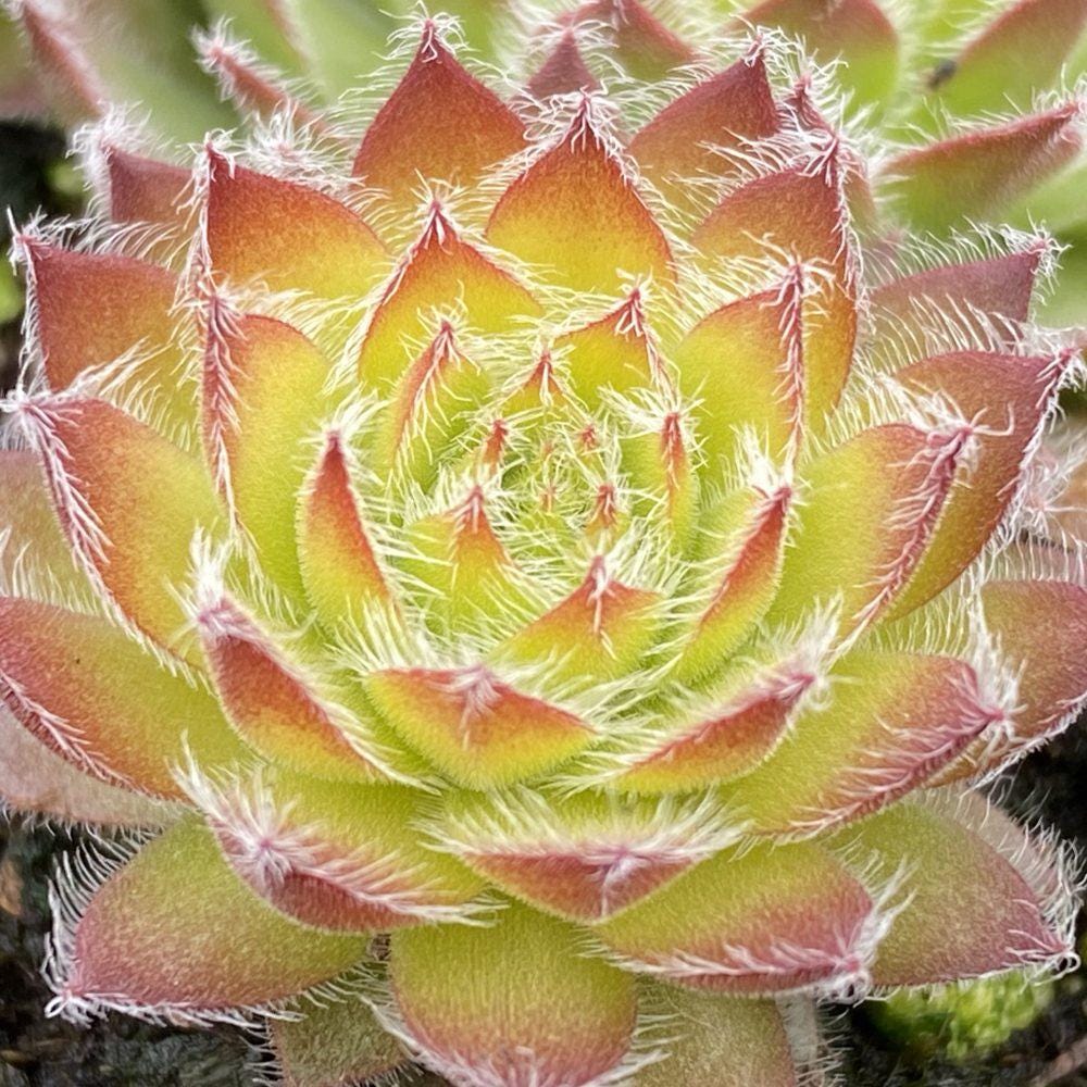 sempervivum GOLD DUST hen and chicks succulent Chick Charms hardy perennial = 1 Potted Garden Plant
