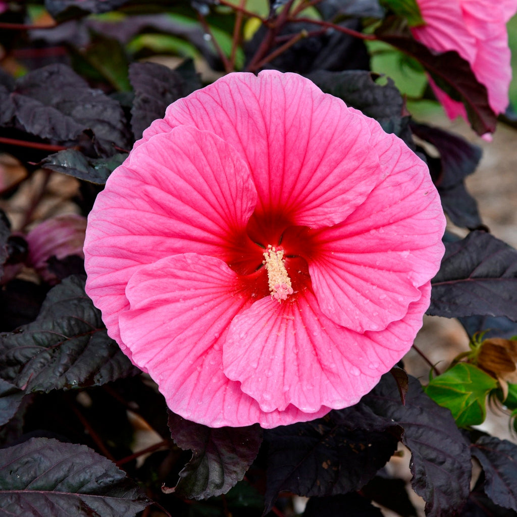 hibiscus EDGE OF NIGHT pink unique dark leaf hardy perennial = 1 Potted Garden Plant