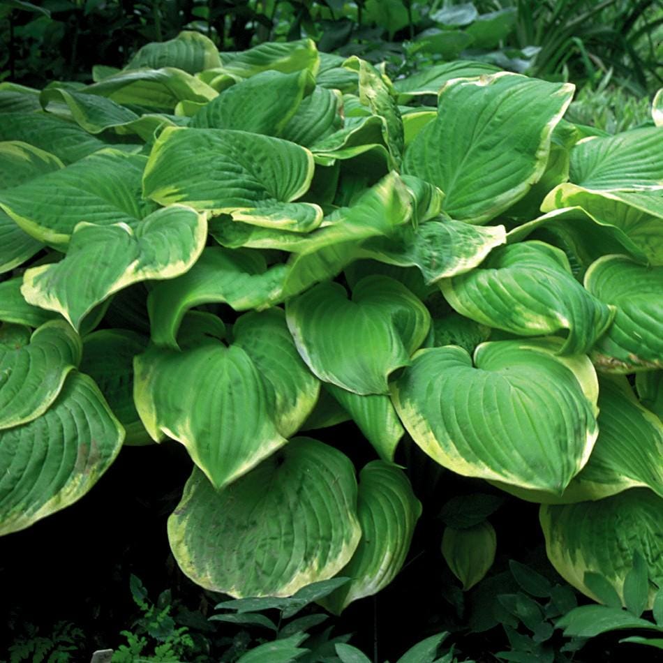 hosta FRAGRANT BOUQUET medium fragrant fast dense blue ribbon disease-free 2.5" pot = 1 Potted Garden Plant