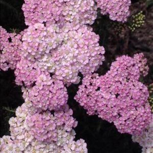achillea APPLE BLOSSOM compact yarrow fast pink flowers hardy perennial = 1 Potted Garden Plant