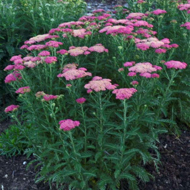 achillea APPLE BLOSSOM compact yarrow fast pink flowers hardy perennial = 1 Potted Garden Plant