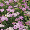 achillea APPLE BLOSSOM compact yarrow fast pink flowers hardy perennial = 1 Potted Garden Plant
