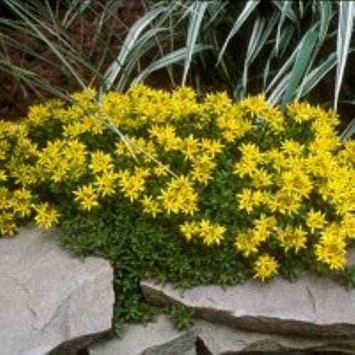 sedum ACRE succulent drought tolerant hardy perennial = 1 Potted Garden Plant