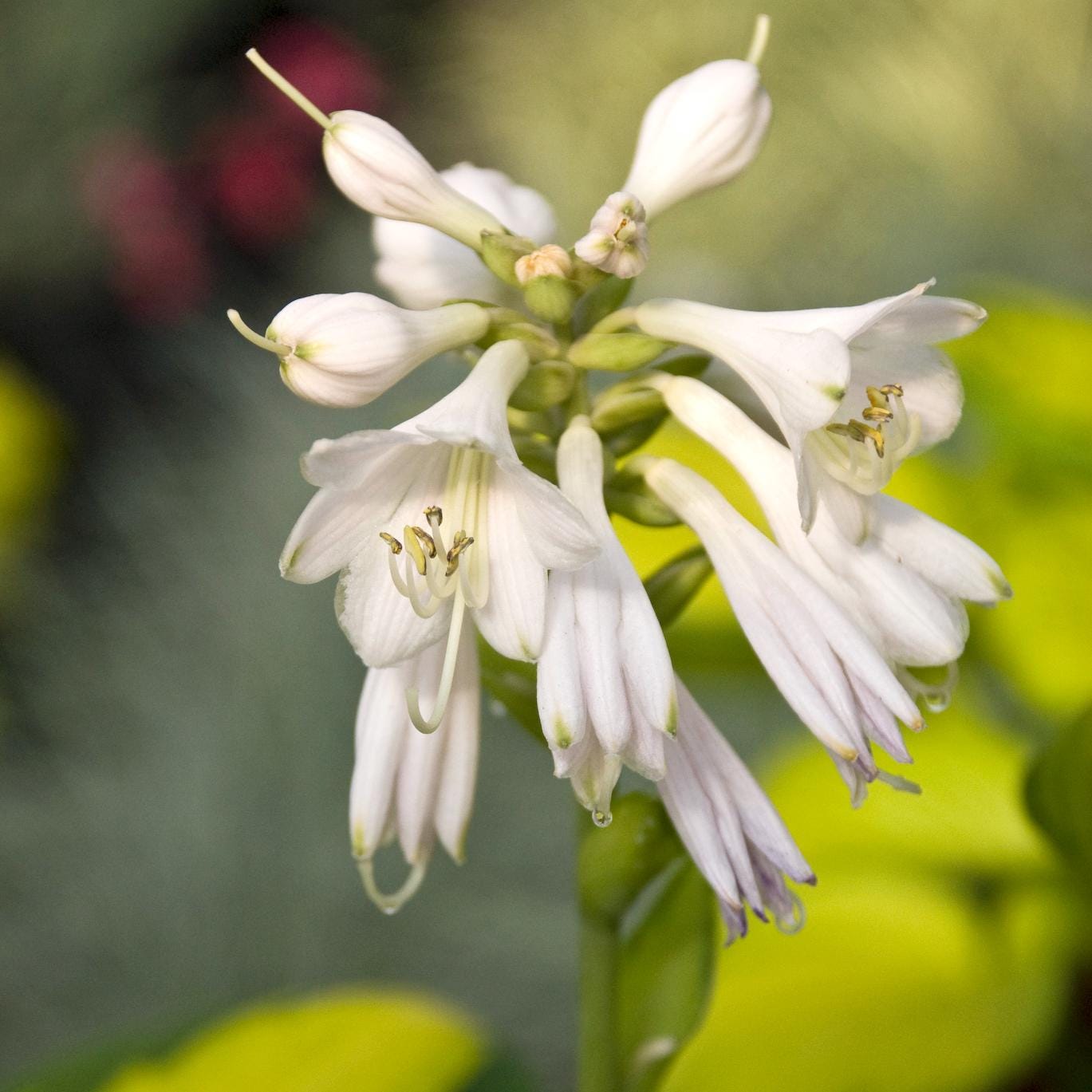 hosta RAINFOREST SUNRISE small hostas of the year thick easy gold sale shade perennial = 1 Potted Garden Plant