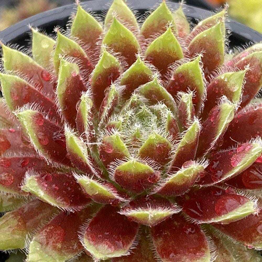 sempervivum GOLD DUST hen and chicks succulent Chick Charms hardy perennial = 1 Potted Garden Plant