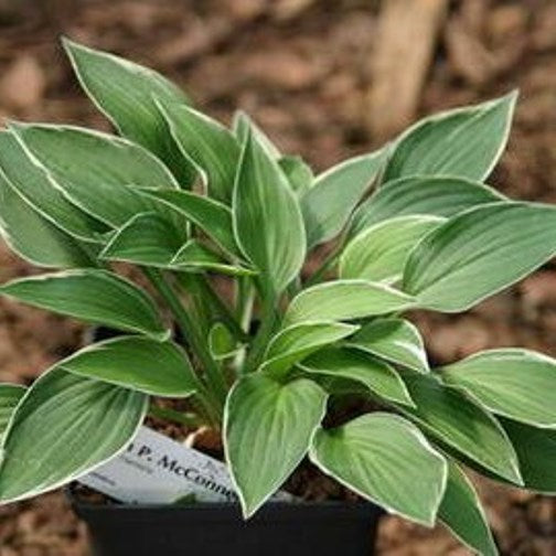 hosta ALLAN P MCCONNELL small cute shade perennial = 1 Potted Garden Plant