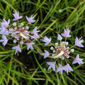 allium CERNUUM [cut back] native onion nodding flowers hardy perennial = 1 Potted Garden Plant