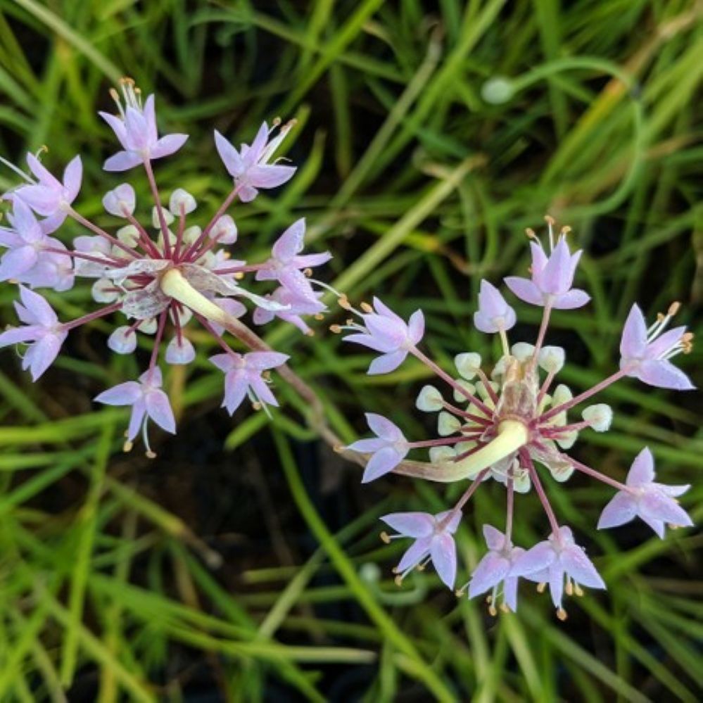 allium CERNUUM [cut back] native onion nodding flowers hardy perennial = 1 Potted Garden Plant