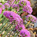 allium GLAUCUM ornamental onion nodding lavender flowers hardy perennial = 1 Potted Garden Plant