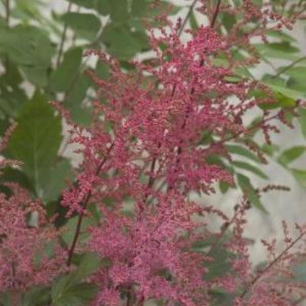 Astilbe APHRODITE unique rosy red flower hardy perennial = 1 Potted Garden Plant