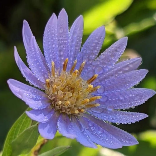 aster SMOOTH BLUE native tall wild Symphyotrichum laeve = 1 Potted Garden Plant