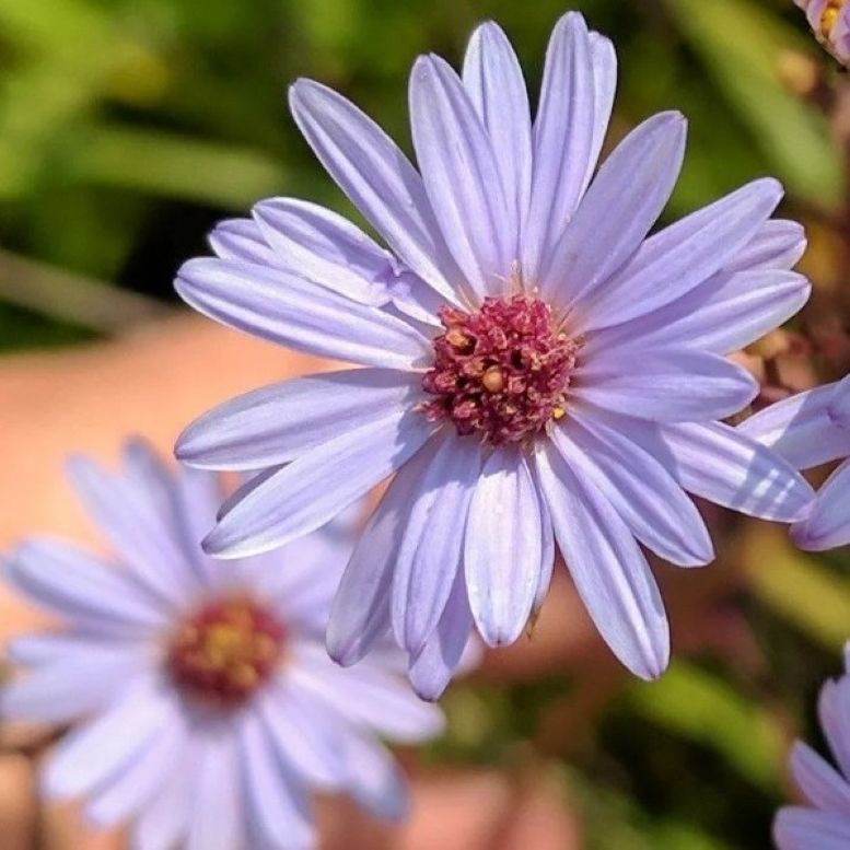 aster SMOOTH BLUE native tall wild Symphyotrichum laeve = 1 Potted Garden Plant
