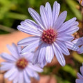 aster SMOOTH BLUE native tall wild Symphyotrichum laeve = 1 Potted Garden Plant