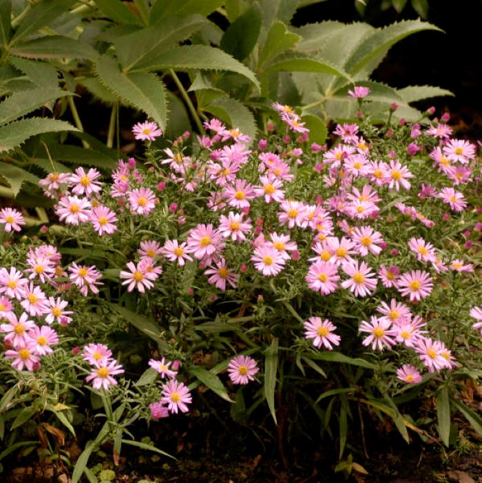 aster WOOD'S PINK dumosus dwarf compact = 1 Potted Garden Plant