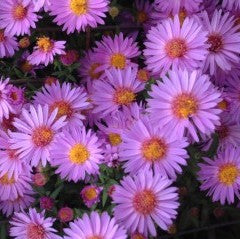 aster WOOD'S PURPLE compact disease resistant perennial = 1 Potted Garden Plant