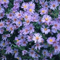 aster WOOD'S LIGHT BLUE miniature disease-resistant = 1 Potted Garden Plant