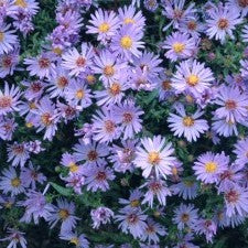 aster WOOD'S LIGHT BLUE miniature disease-resistant = 1 Potted Garden Plant
