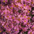 aster WOOD'S PINK dumosus dwarf compact = 1 Potted Garden Plant
