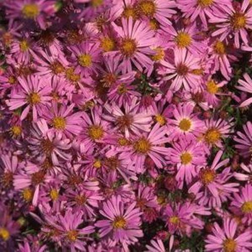 aster WOOD'S PINK dumosus dwarf compact = 1 Potted Garden Plant