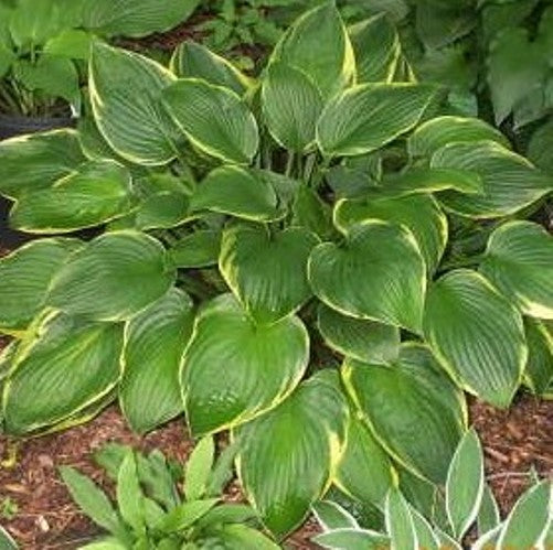 hosta AUREOMARGINATA FORTUNEI large landscape shade perennial = 1 Potted Garden Plant