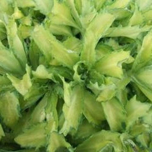 sedum AUTUMN DELIGHT succulent drought tolerant hardy perennial = 1 Potted Garden Plant