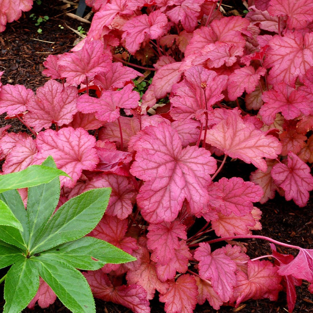 heuchera BERRY SMOOTHIE pink purple coral bells alumroot hardy perennial = 1 Potted Garden Plant