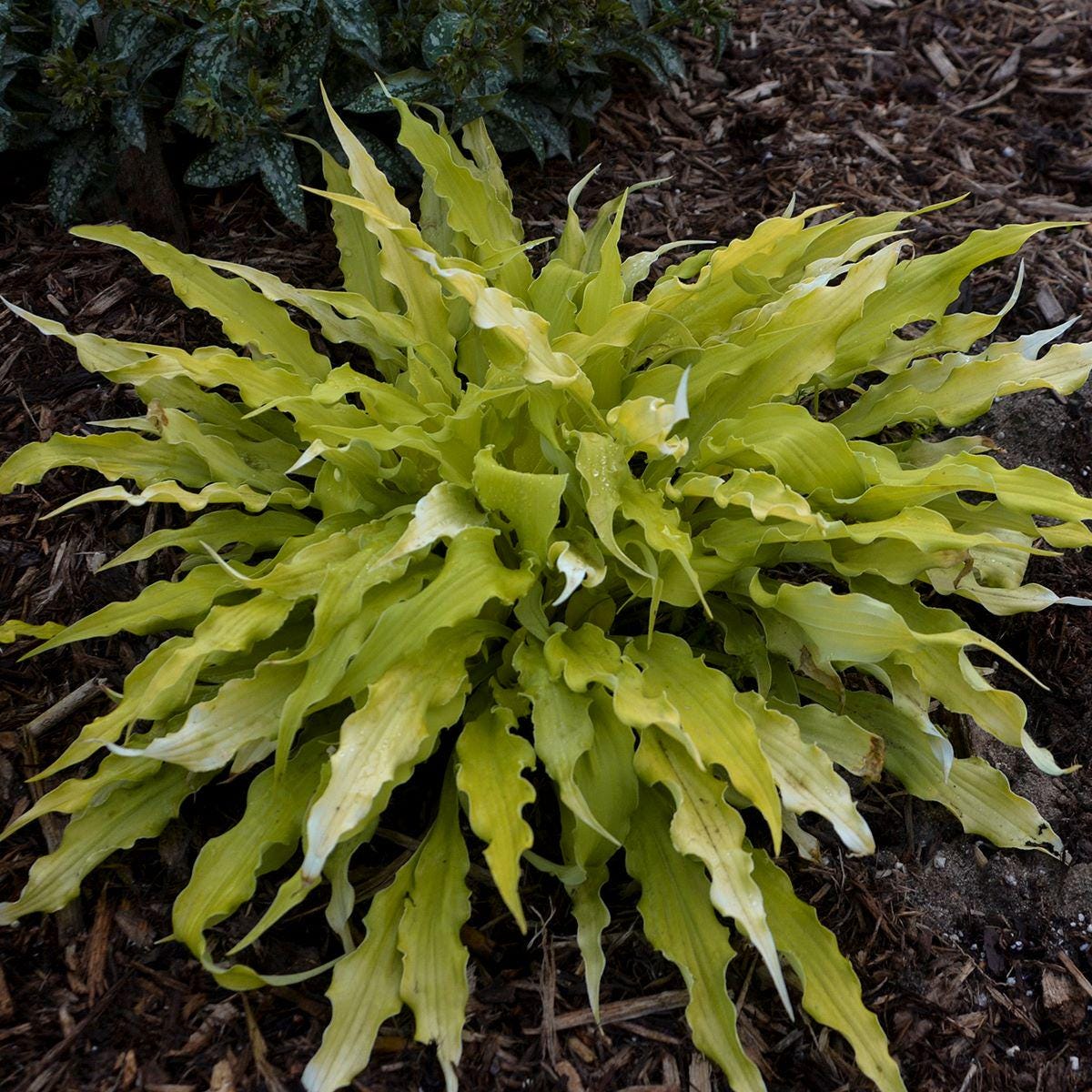 hosta WIGGLES AND SQUIGGLES small yellow gold wavy long narrow shade perennial = 1 Potted Garden Plant