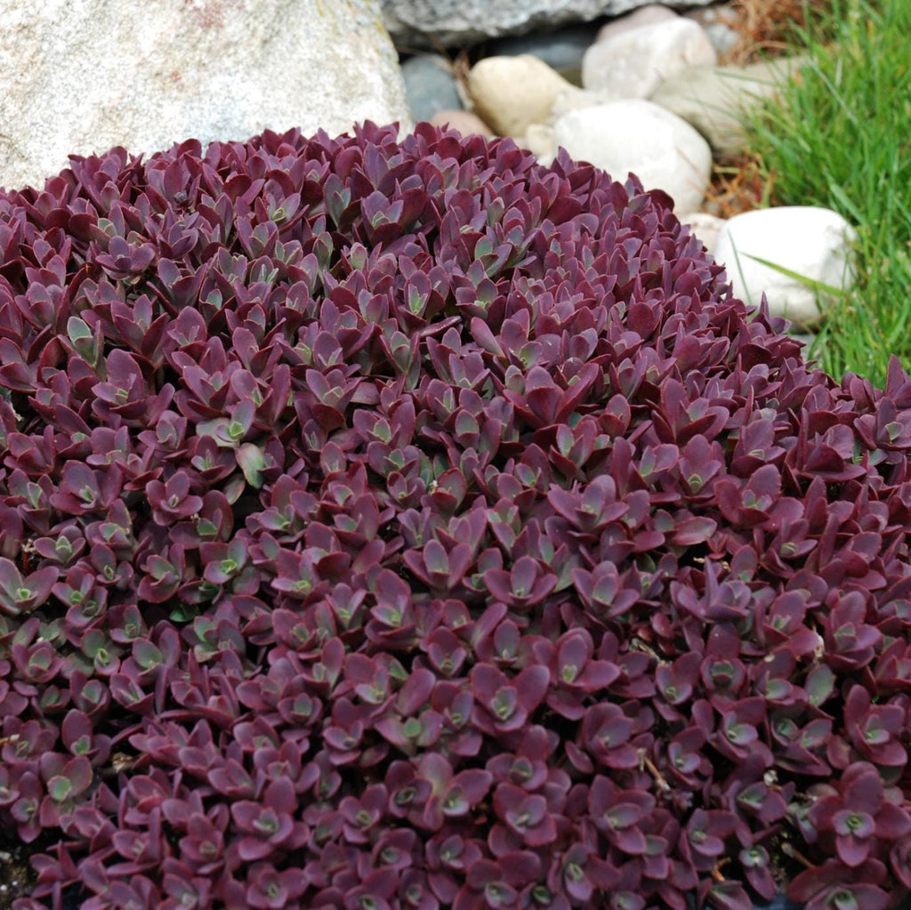 sedum FIRECRACKER Sunsparkler stonecrop succulent pink flower red short compact hardy perennial = 1 Potted Garden Plant