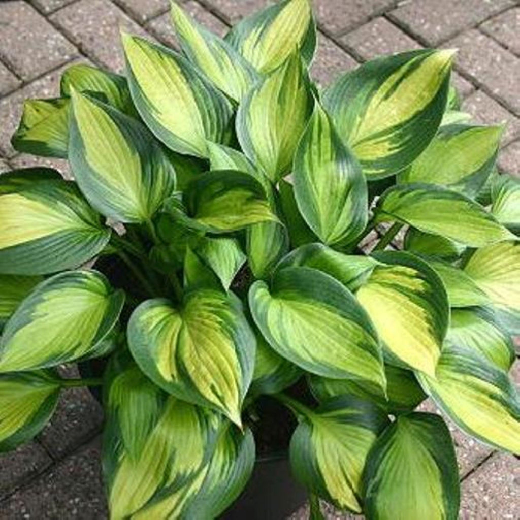 hosta JUSTINE small rare colorful thick shiny tetraploid June Fever = 1 Potted Garden Plant