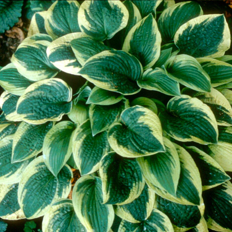 hosta WIDEBRIM medium classic sun tolerant heart shaped foliage disease-free = 1 Potted Garden Plant