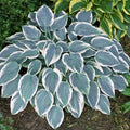 hosta EL NINO small new blue thick slug resistant white rare perennial = 1 Potted Garden Plant
