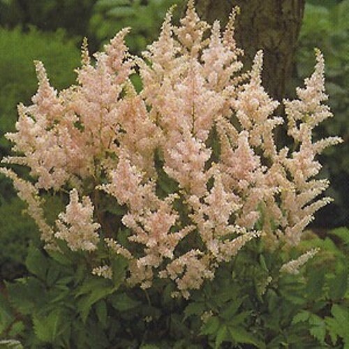 Astilbe PEACH BLOSSOM sun flower pink bush hardy perennial = 1 Potted Garden Plant