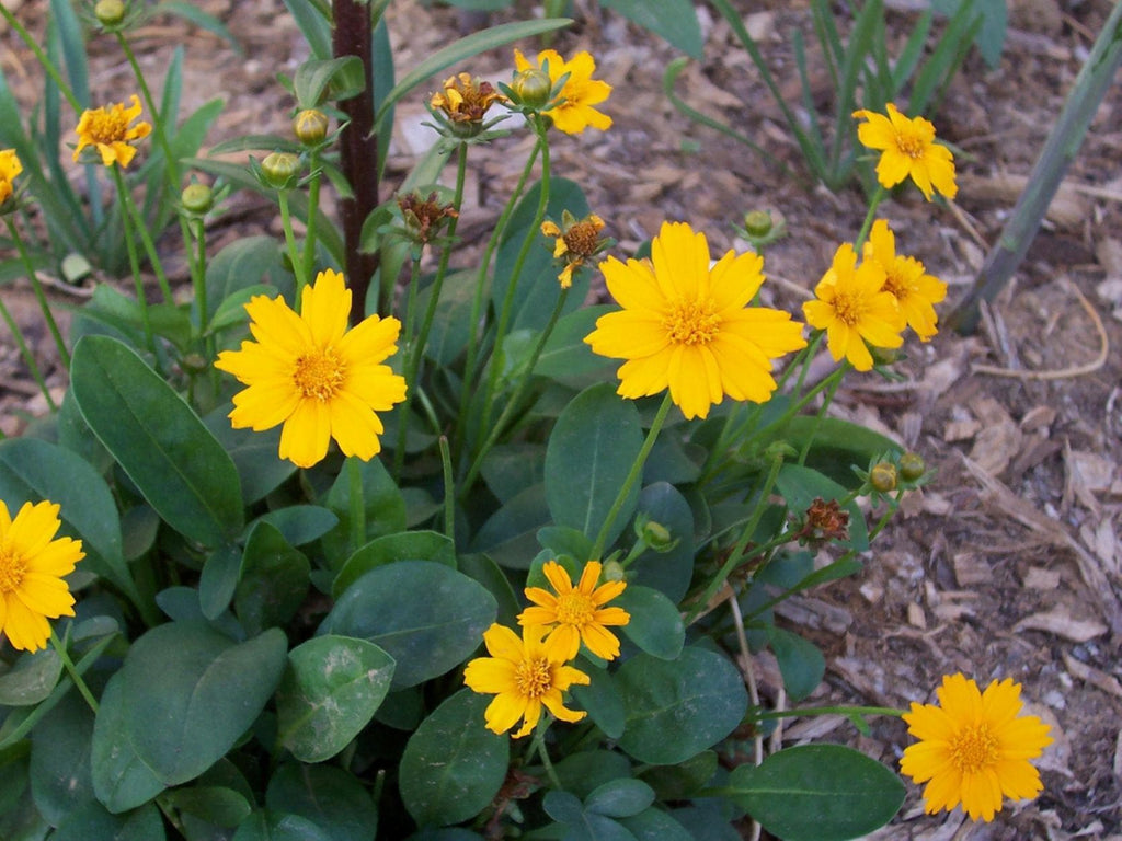coreopsis NANA yellow compact reliable classic cute hardy perennial = 1 Potted Garden Plant
