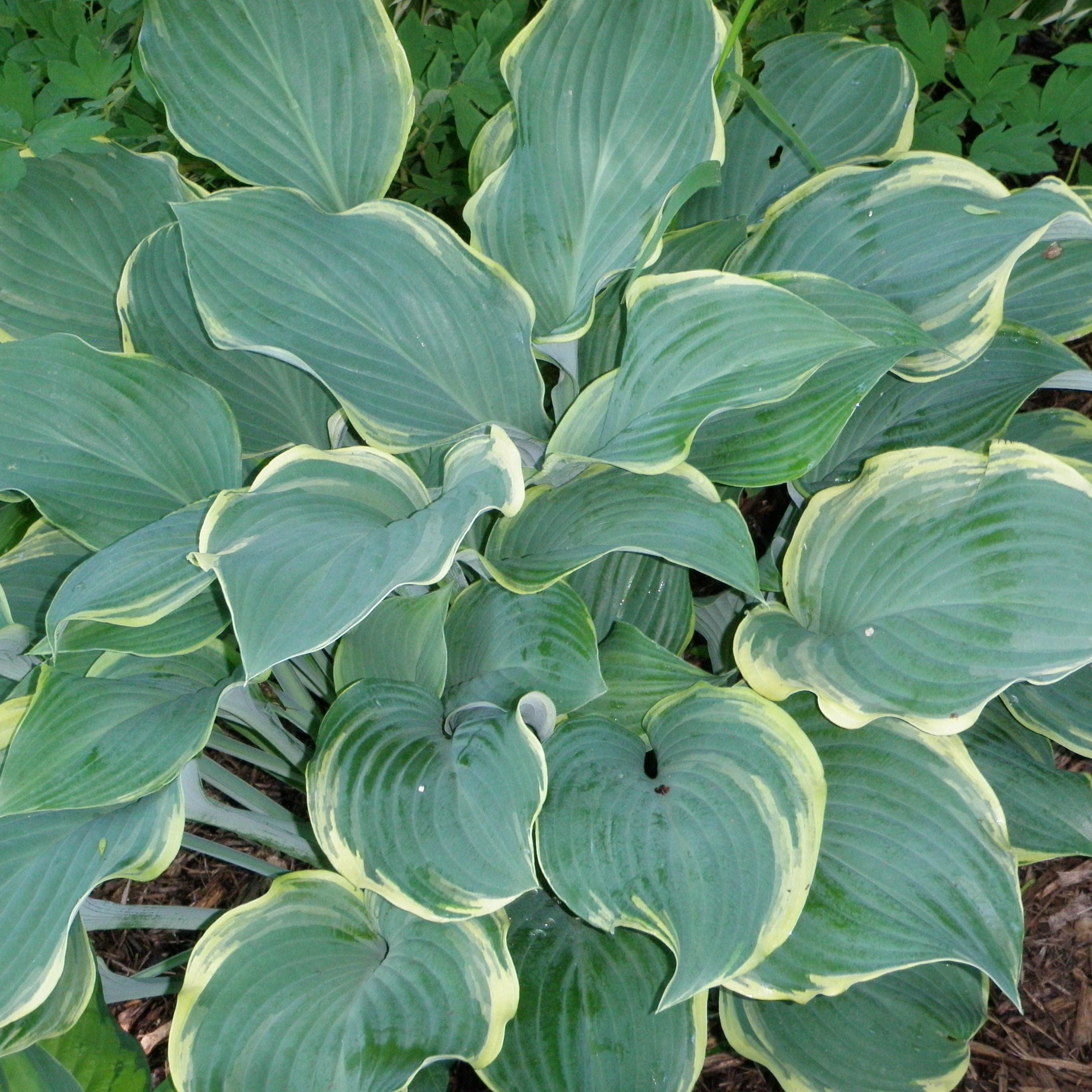 hosta REGAL SPLENDOR large blue upright Hosta of the Year 2003 classic perennial = 1 Potted Garden Plant