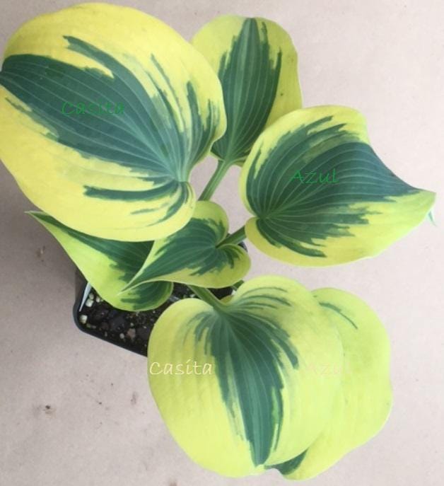 hosta AUTUMN FROST small thick unique slug resistant striking blue green yellow perennial = 1 Potted Garden Plant